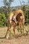 Two Masai giraffe necking in sunlit clearing