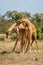 Two Masai giraffe stand fighting on grass