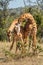 Two Masai giraffe stand fighting in grassland