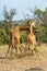 Two Masai giraffe stand fighting in savannah