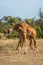 Two Masai giraffe stand fighting on savannah