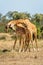 Two Masai giraffe stand necking on grass