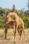 Two Masai giraffe stand necking in grassland