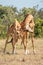 Two Masai giraffe stand necking on grassland