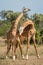 Two Masai giraffe stand necking near trees