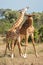 Two Masai giraffe stand necking in savannah