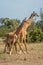 Two Masai giraffe stand with splayed feet