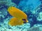 Two Masked butterflyfish at reef slope 2565