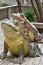 Two Massive Frog Statues on Boardwalk