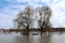 Two massive trees with river boat surrounded with flooded river