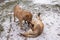 Two Mastiffs Plays Outdoor In Winter