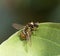 Two Mating American Hover Flies