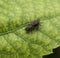 Two Mating House Flies