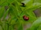 Two mating ladybirds on a plant leaf