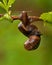 Two mating snail. Arianta arbustorum