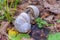 Two mating snails pressed against each other with their soles hiding in the green grass