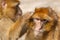 Two mature Barbary Macaque grooming