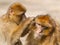 Two mature Barbary Macaque grooming