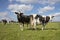 Two mature black and white cows, friesian holstein, standing in a pasture and a herd of cows at a distance in the background under