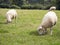 Two mature sheep grazing in a field with others in the background