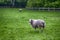 Two Mature Sheep Pasturing on Green Grass Outdoors.