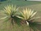 Two Mauritius Hemp (Furcraea foetida) in the park.