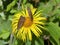 Two meadow brown butterflies on bright yellow Inula hookeri flower