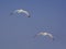 Two Mediterranean seagulls on blue sky