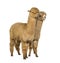 Two Medium and light fawn side bu side alpacas - Lama pacos