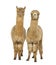 Two Medium and light fawn side by side alpacas - Lama pacos