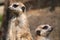 Two meerkat