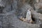 Two Meerkat on rock before the lair