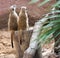 Two meerkat sitting togehter