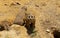 Two meerkats coming out of hole in ground