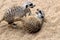 Two Meerkats Fighting on a Sandy Floor in a Zoo