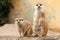 Two meerkats on a log with light blurred background