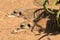 Two meerkats lying down together for a rest