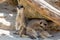 Two Meerkats Sat Under Rock