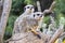 Two meerkats sitting on a rock