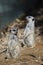 Two Meerkats Sitting Up