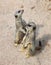 Two meerkats standing on a sandy ground in a zoo, Suricata suricatta, Wild suricates on sand, photo of cute funny meerkats