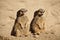 Two meerkats sunbathing while leaning against a rock