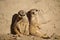 Two meerkats sunbathing while leaning against a rock