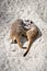 Two Meerkats Suricata suricatta Play Fighting with Each Other