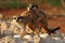 Two Meerkats Suricata suricatta Timon coupling in Kalahari desert on red sand close to burrow watching around