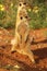 Two Meerkats Suricata suricatta Timon in Kalahari desert staying on red sand