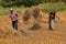 Two men carrying bundles of wheat with pitch forks