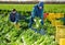 Two men carrying crates with harvested celery