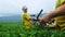 Two men are engaged in assembling tea in a tea plantation. Automatic tea assembly.