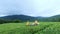 Two men are engaged in assembling tea in a tea plantation. Automatic tea assembly.